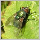 Lucilia sp - Schmeissfliege Goldfliege 08.jpg